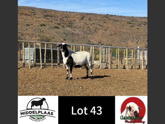 468 | Middelplaas Meatmasters