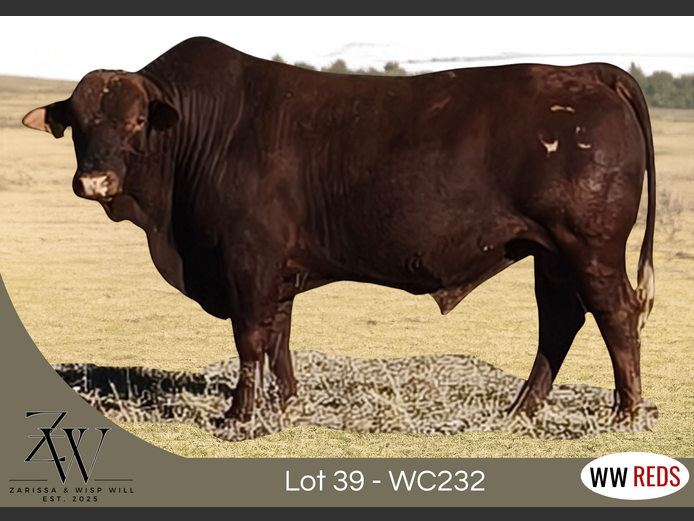 WC232 | WISP WILL REDS