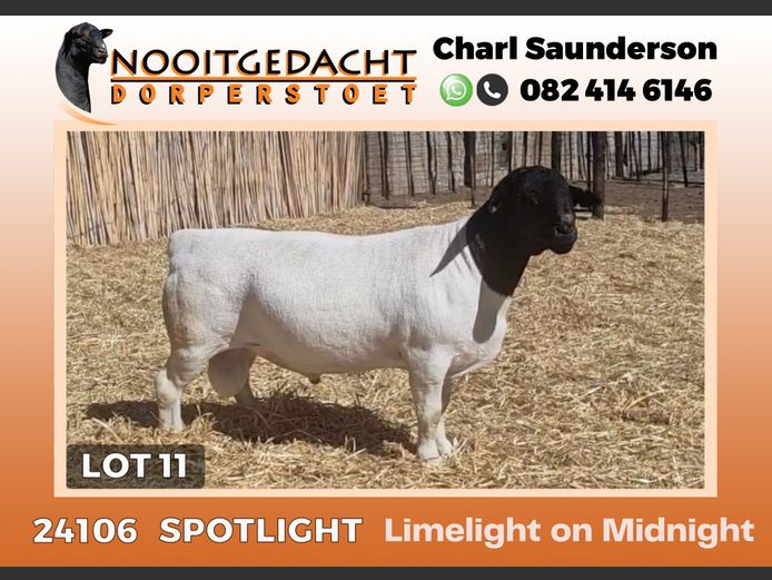 24106 | NOOITGEDACHT  DORPERS