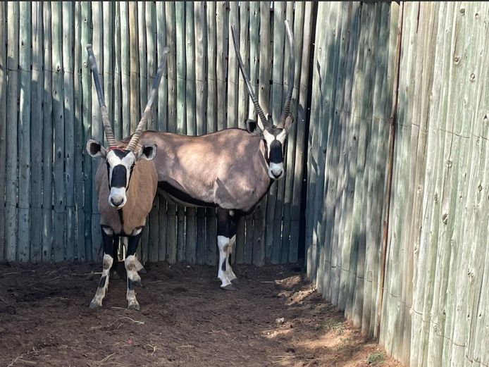 Gemsbok