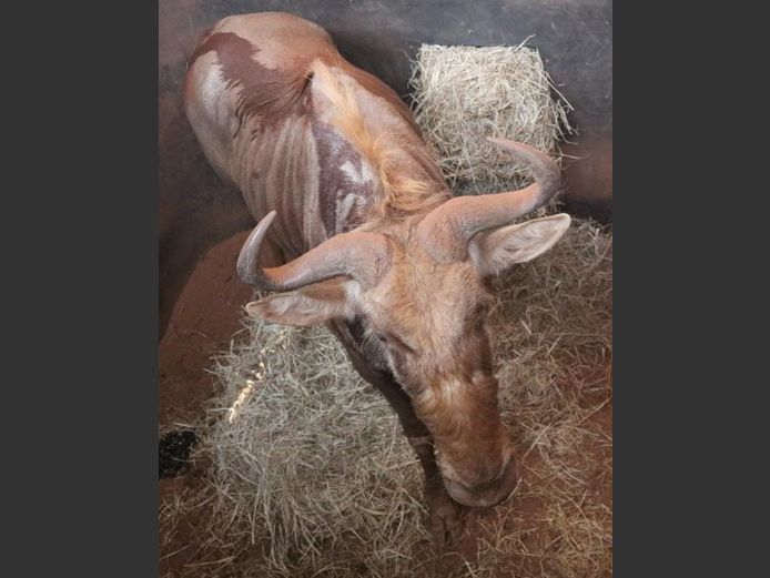 GOLDEN GNU