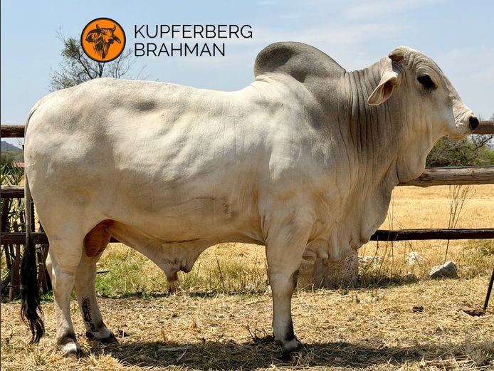 22-0414KU | KUPFERBRG BRAHMAN