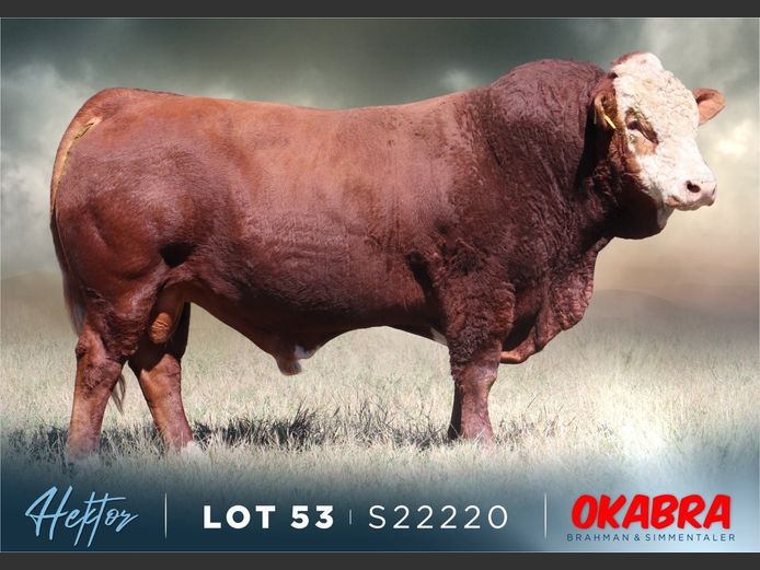 S22220 | OKASIM SIMMENTALERS