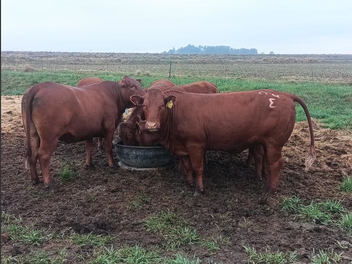 Kommersiële Diere |  GOEDEHOOP LANDGOED – JORRIE VAN NIEKERK