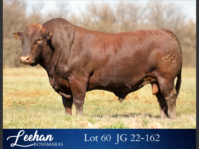 JG220162 | Leehan Bonsmara
