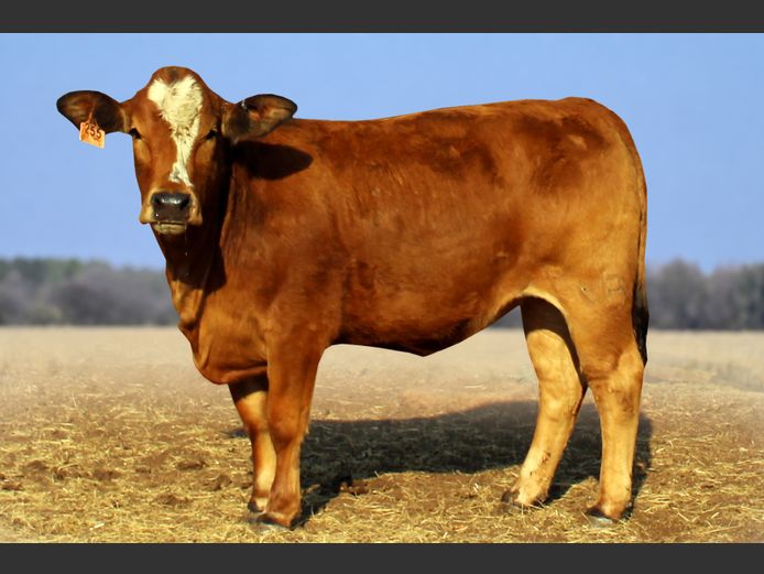 VB24255 | VENEMA BROERS