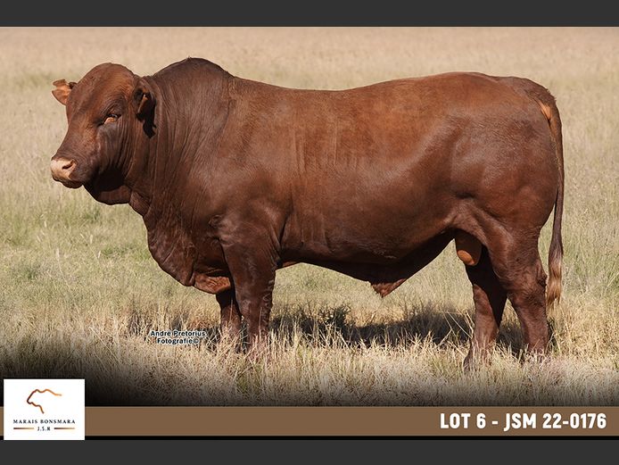 JSM220176 | MARAIS BONSMARAS