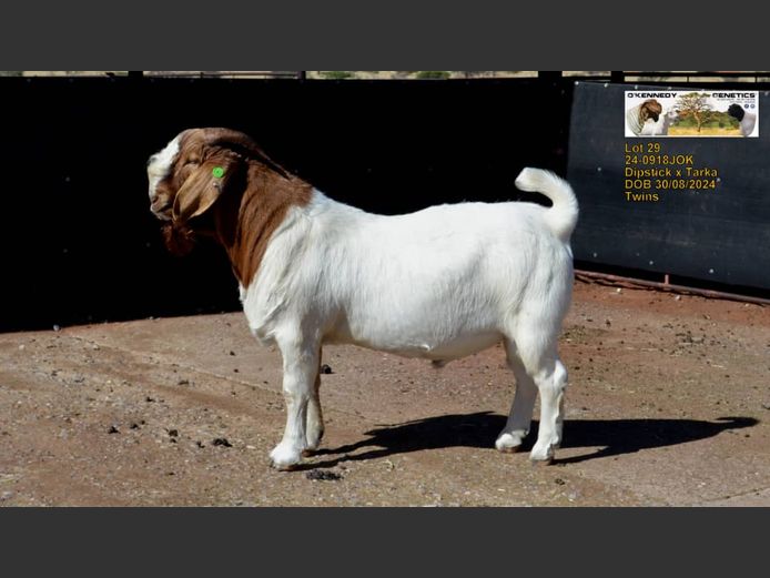 24-0918JOK | O'KENNEDY GENETICS