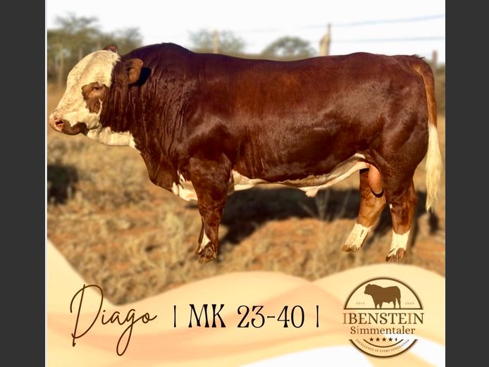 MK2340 | IBENSTEIN SIMMENTALER