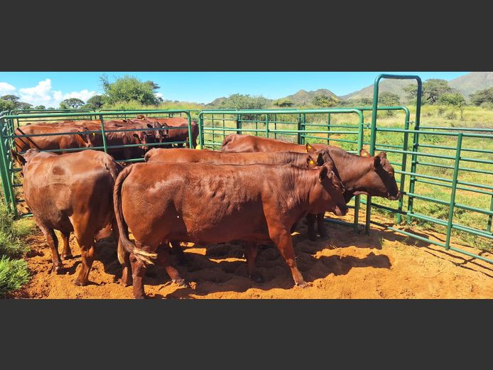 Commercial Animals | Eal Boerdery