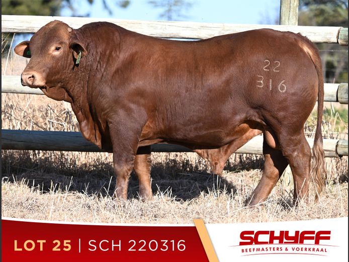 SCH 220316
