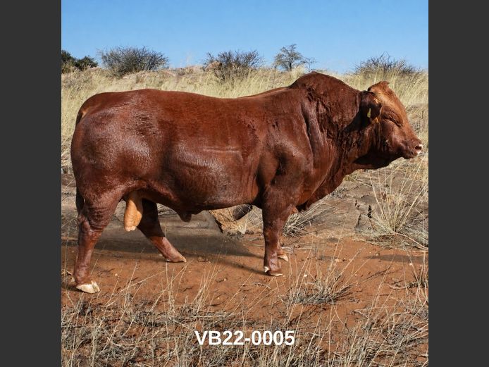 22-0005VB | VLEISBLOK BEEFMASTERS