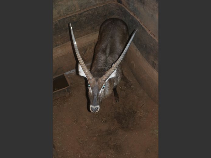 Waterbok