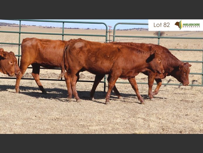 Kommersiële Vroulike Diere