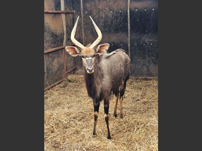 NYALA | MABALINGWE