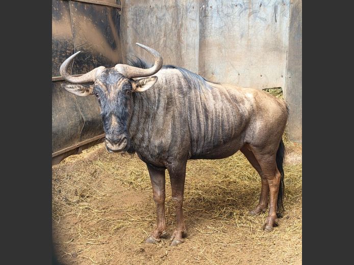 BLOUWILDEBEES | BUFFELSPOORT