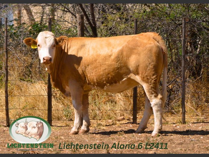 L2411  | LICHTENSTEIN SIMMENTALER STUD