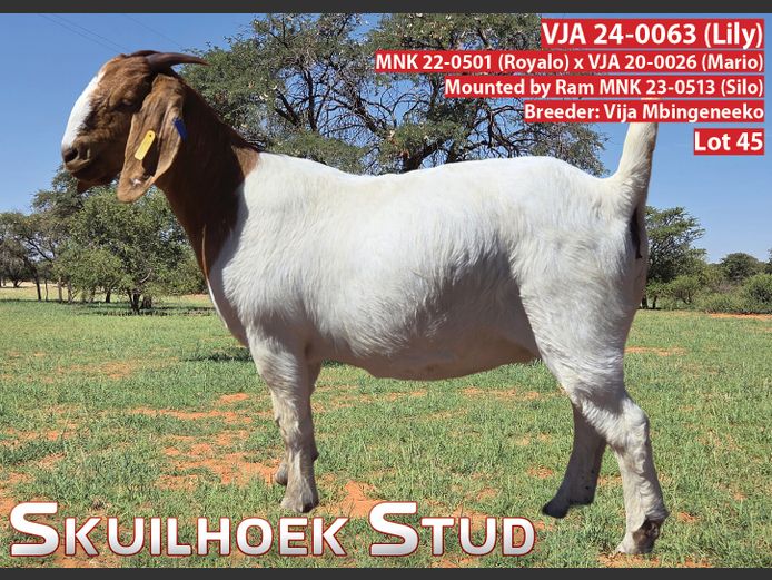 VJA 24-0063 (LILY) | VAJA MBINGENEEKO