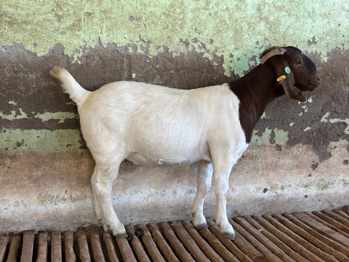 24025 | Biggs Boer Goats