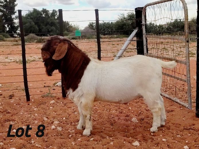 2245250129 | PUTZONDERWATER BOERBOKSTOET