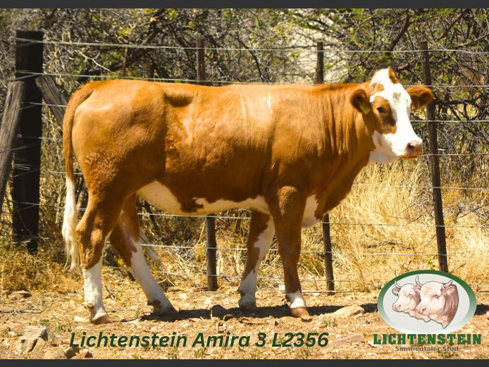 L2356 | LICHTENSTEIN SIMMENTALER STUD