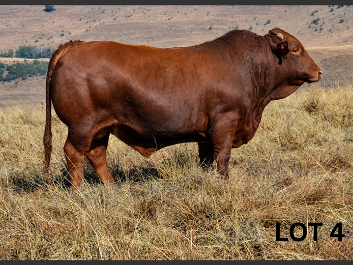 PM23 337 | Muirfontein Beefmasters