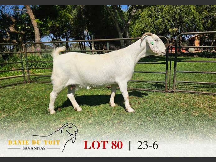 23-6 | Danie du Toit