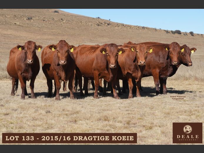 Dragtige koeie