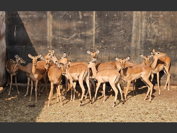 IMPALA | W. KLOPPERS
