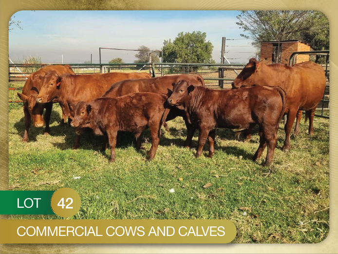Commercial Animals | SH Bonsmaras