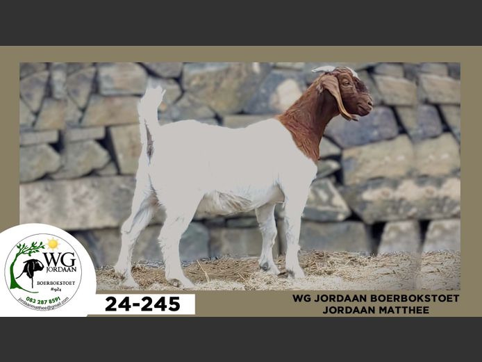 24-245  |  Jordaan Matthee - WG Jordaan Boerbokstoet