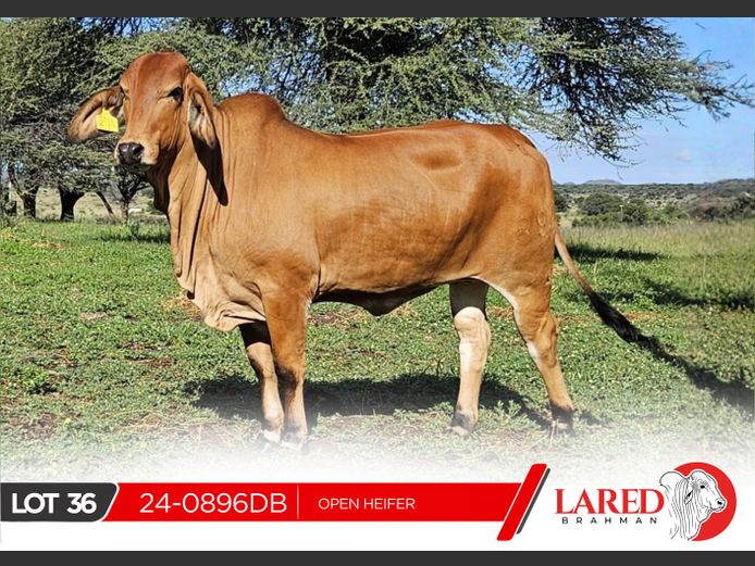 24-0896DB | LARED BRAHMAN