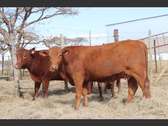 Pregnant Heifers