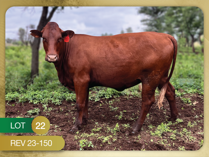 REV 230150 | REVELAS BONSMARAS