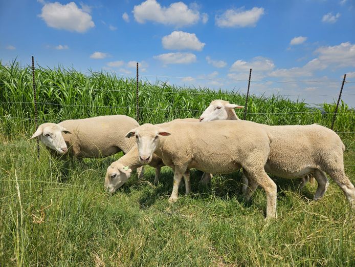 Commercial Animals | Hoogland Boerdery