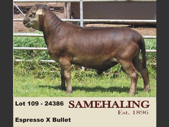 24386-SAM | SAMEHALING MEATMASTERS