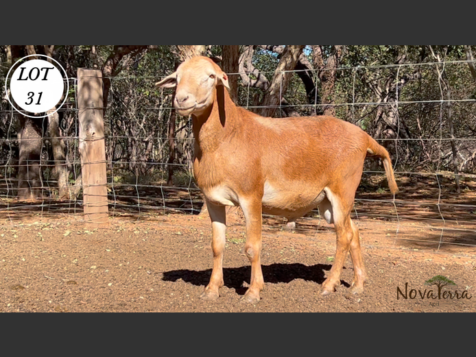 Ram | Nova Terra Agri