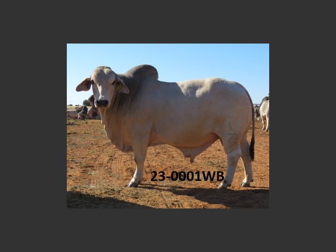 23-0001WB | WOKUMA BRAHMAN