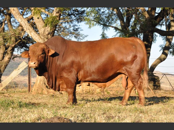 Lot 22 | 26STE NASIONALE BEEFMASTER VEILING | SwiftVEE | South Africa’s ...