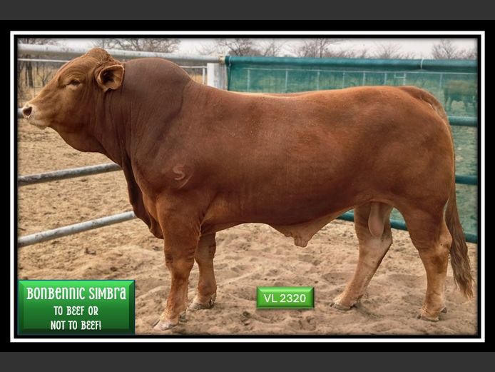 VL2320 | BONBENNIC SIMBRA