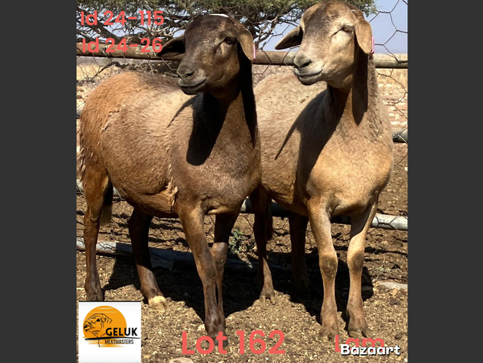 24-115GM3 | 24-26GM3 | GELUK MEATMASTERS
