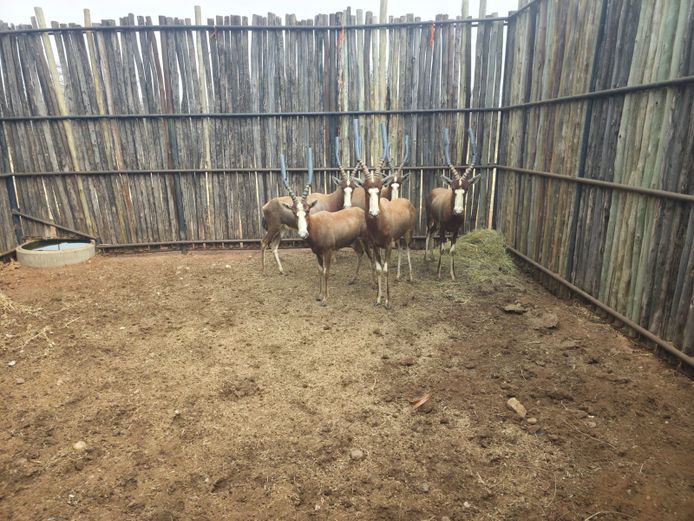 BLESBOK | ROLAND WARD