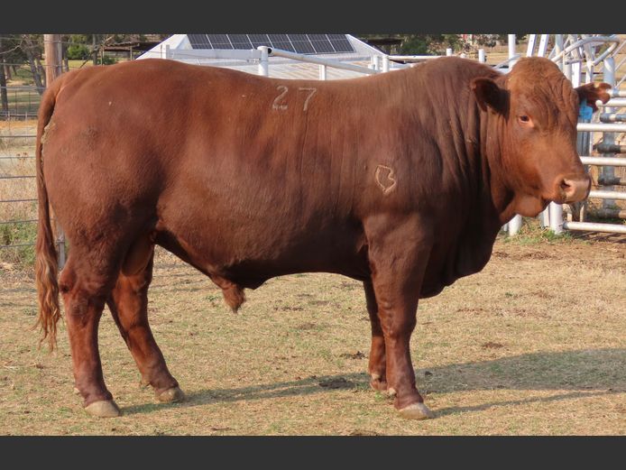 WDS 230209 | SWAERSHOEK BONSMARAS