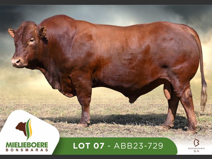 ABB 230729 | ALLEM BROTHERS (PTY) LTD