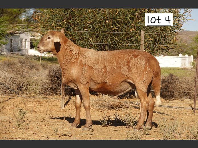 WS  243578 | WILGERBOOM BOERDERY