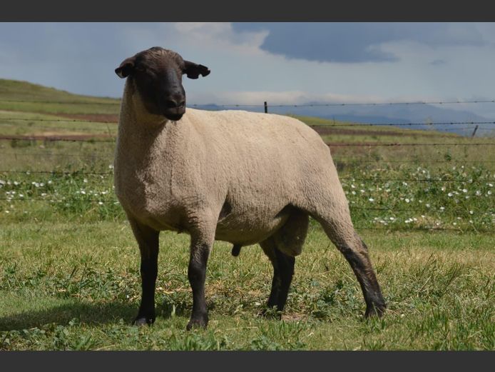 301 240119 | TWEESEUNS