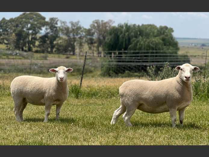 Commercial Animals | Johan Barnard