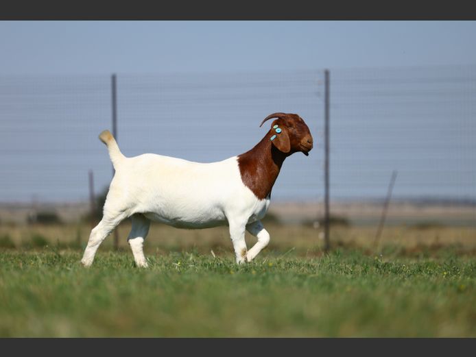 1828240175 | Triangle Farms Boerbokstoet