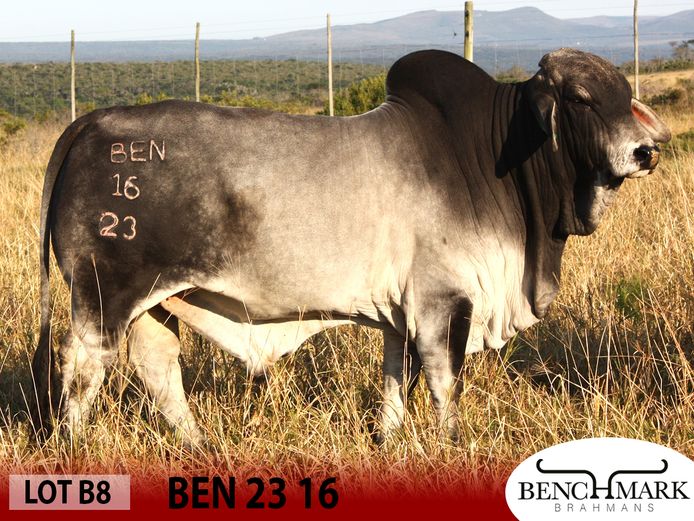 BEN2316 | NO 8 CATTLE COMPANY (PTY) LTD