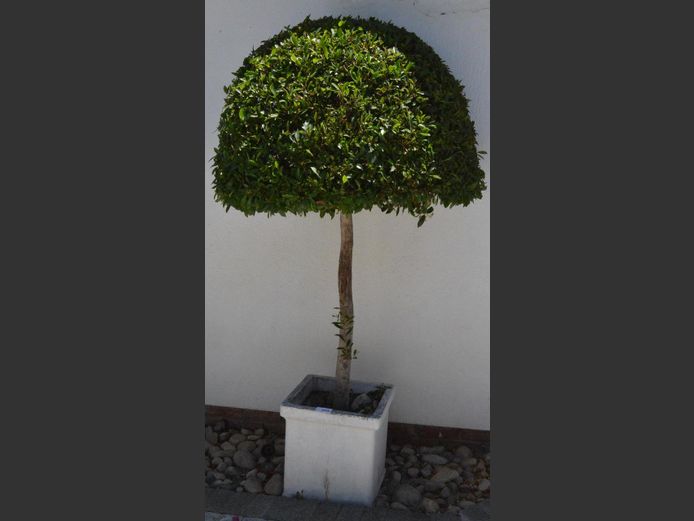 CONCRETE PLANTER WITH TREE, 45 x 45 x 45cm